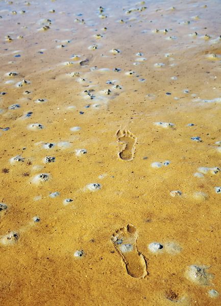Waddenzee van Bo Valentino