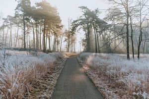 Naturschutzgebiet De Malpie von Maikel Claassen Fotografie