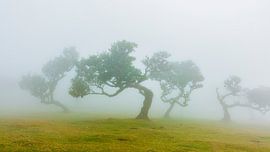 Paysage féérique brumeux parsemé d'arbres tordus