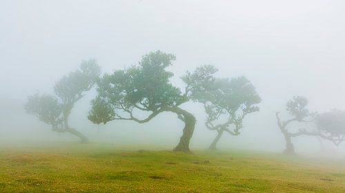 Mistig sprookjeslandschap met kromme bomen