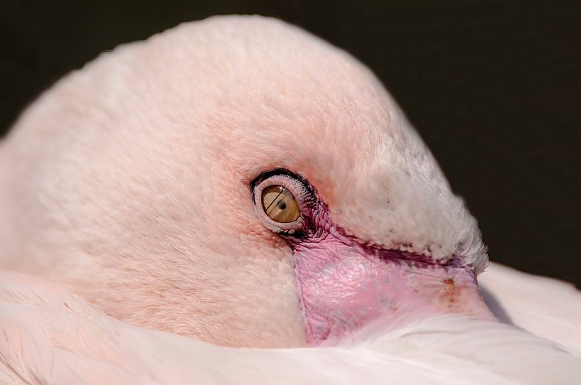 Flamingo : Ouwehands Dierenpark von Loek Lobel