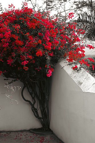 Bougainville auf Teneriffa Nord