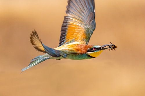 Bijeneter, Merops apiaster.