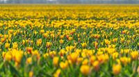 Gele bloemen in bollenveld Flevoland van Jessica Lokker thumbnail