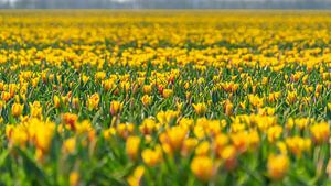 Fleurs jaunes dans un champ de bulbes Flevoland