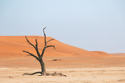 Stille und Ruhe bei diesem verdorrten Baum im Deadvlei, Namibia