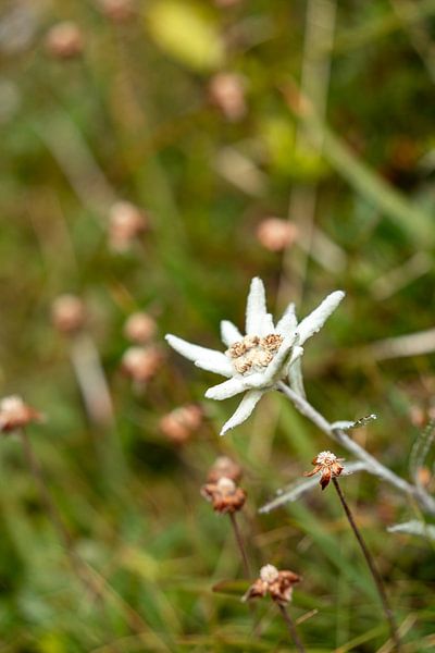 single alpine edelweiss in colour in portrait format by Leo Schindzielorz