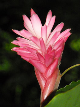Ginger Flower