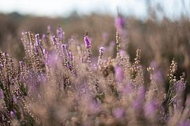 Heidekrautblüte von Alvin Aarnoutse