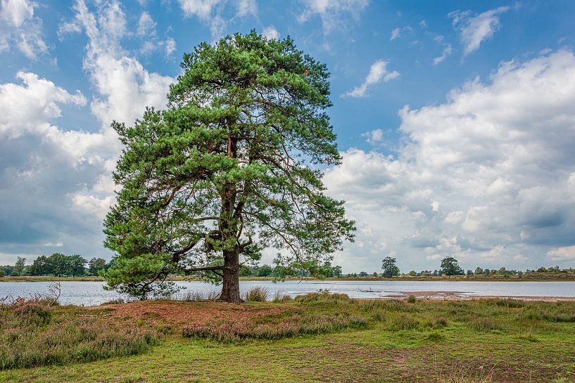Petit étang à Aekingerzand par Kok and Kok