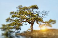 Baum mit strahlender Kraft im Sonnenuntergang