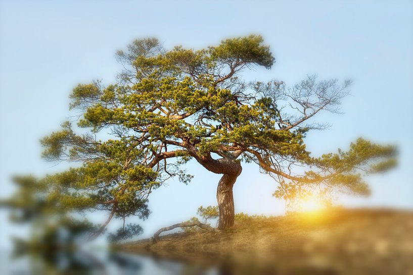 Baum mit strahlender Kraft im Sonnenuntergang von Frank Grässel