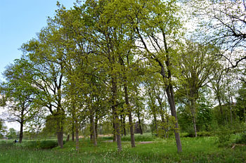 Hoge bomen