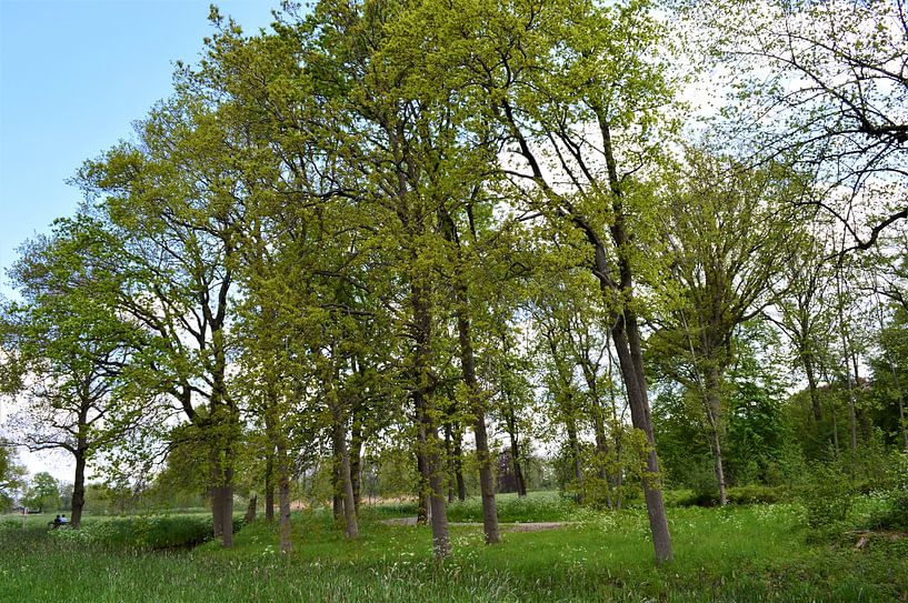 Grands arbres par Lisanne Rodenburg