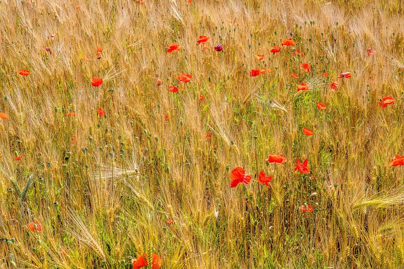 Cornfield with red poppies by ManfredFotos