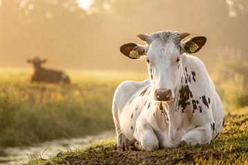 Jonge koe in ochtend licht van Esther Rollema Fotografie