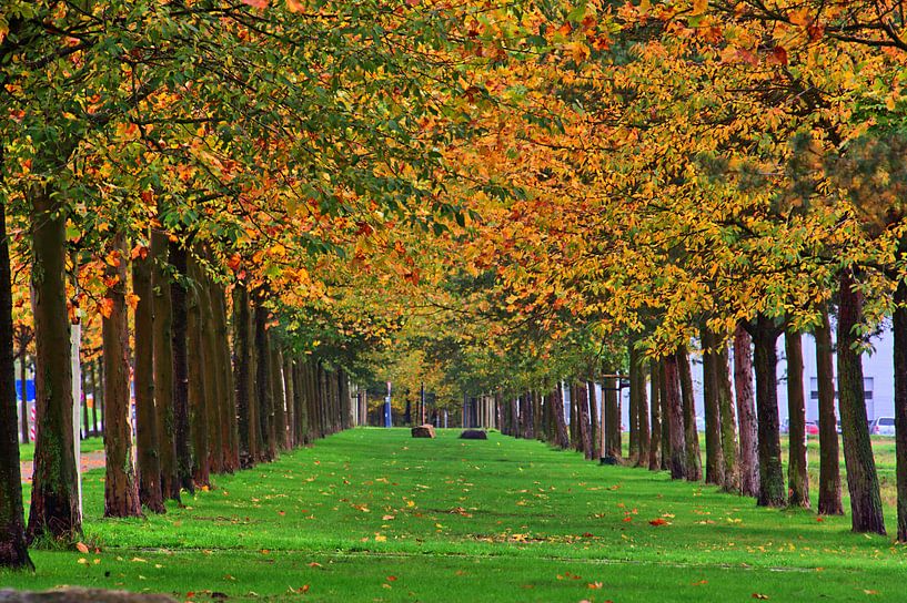 Boomalarm uitzicht van Edgar Schermaul