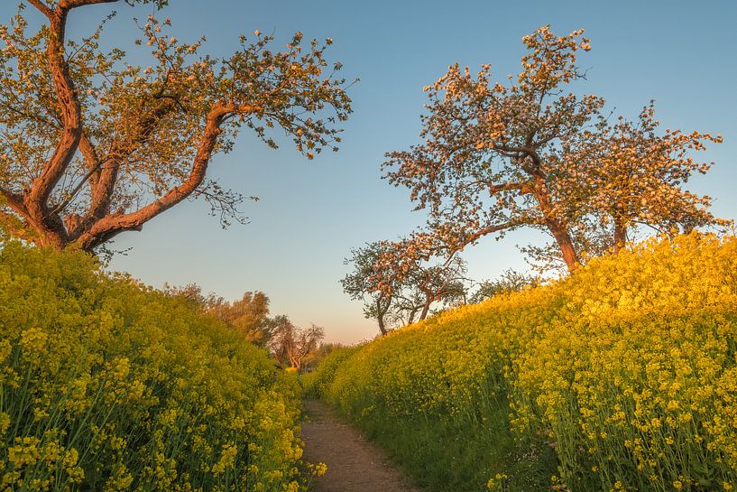 Rapeseed - Rape seed by Moetwil en van Dijk - Fotografie