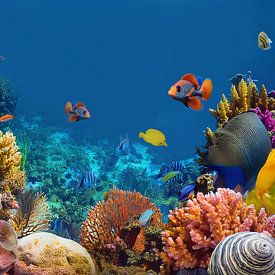 Le paradis de la plongée sur Andreas Wemmje