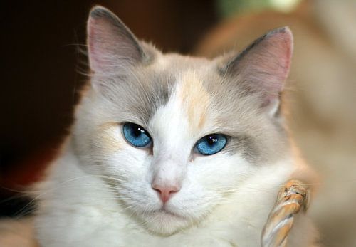 Ragdoll fokpoesje Faya of Furocats