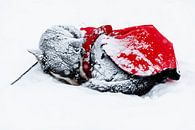 Sleeping husky with heat blanket by Martijn Smeets thumbnail