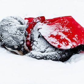 Sleeping husky with heat blanket by Martijn Smeets
