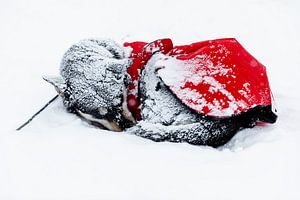 Husky endormi avec une couverture chauffante sur Martijn Smeets