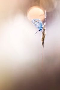 Papillon endormi