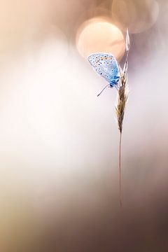 Sleepy Butterfly by Bob Daalder