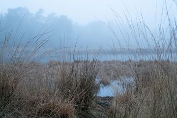 Pond in the fog