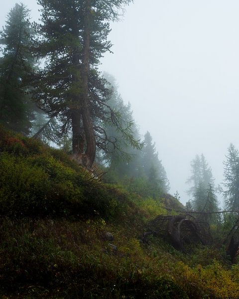 Der Elfenwald von Thomas De Winter