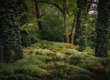 Autumn is coming van Wim van D