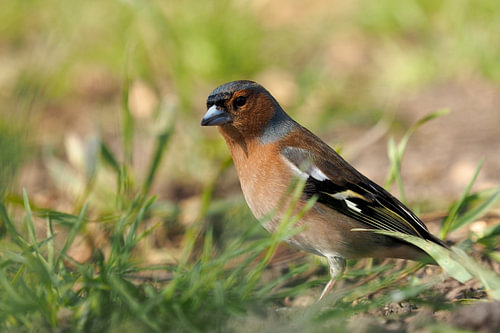 Mannetjes vink