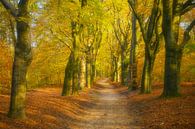 Pad door een beukenbos in de herfst van Sjoerd van der Wal Fotografie thumbnail