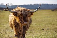 De Schotse Hooglander