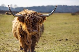 The Scottish Highlander by Fotos by Angelique