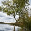 Birch with curved trunk by Ingrid Aanen