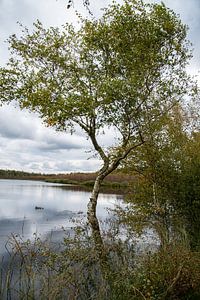 Birke mit gebogenem Stamm