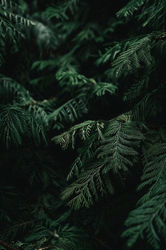 Zwart-witfoto van dennentakken