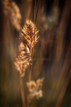 Goldgras-Palme von Rob Boon