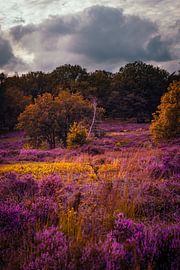 violettes Heidekraut von iwan faber