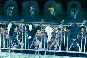 Kühe vermissen ihre Kälber von Marjoline Delahaye