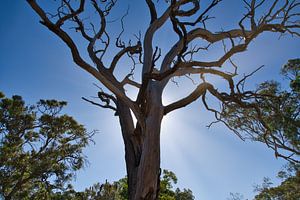 The backlit naked tree