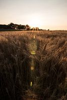 Sunrays