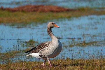 The greylag goose struts proudly, chest out by Mark Koolen