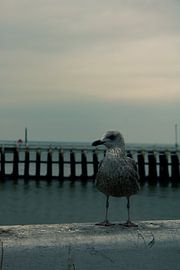 Seagull by Jens Verhoeven