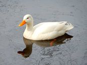weiße Ente schwimmt auf dem Wasser von Joke te Grotenhuis Miniaturansicht