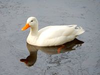 witte eend
