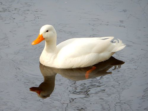 witte eend