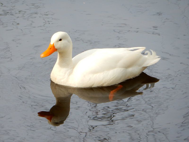 weiße Ente schwimmt auf dem Wasser von Joke te Grotenhuis
